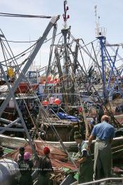 Image du Maroc Professionnelle de  Le système de la chaîne humaine pour vider la cale du bateau remplie de poissons encore vivat ! Les ouvriers s'activent énergiquement sans perdre de temps à faire passer de l’un à l’autre le panier en plastique rempli de sardines vivantes, cette dynamique dans le but de conserver la sardine toute fraîche durant l’opération de débarquement au Port de Laayoune, Lundi 8 Mars 2010. (Photo / Abdeljalil Bounhar)